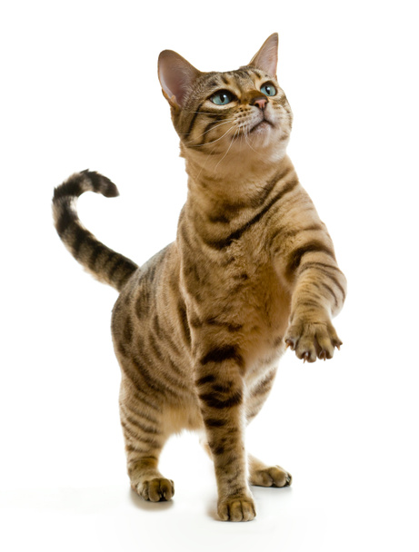 Jeune chat bengale ou chaton griffant en l'air tout en regardant vers le haut vers de la nourriture
 - Photo, image