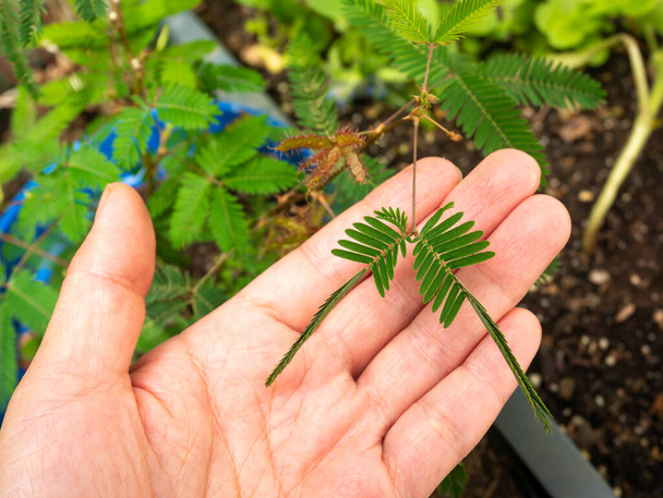 Mimosa Pudica ook wel Sensitive Plant, Sleepy Plant, Action Plant, Touch-me-not, Shameplant. De bladeren vouwen naar binnen en naar beneden wanneer aangeraakt, en heropenen een paar minuten later. - Foto, afbeelding