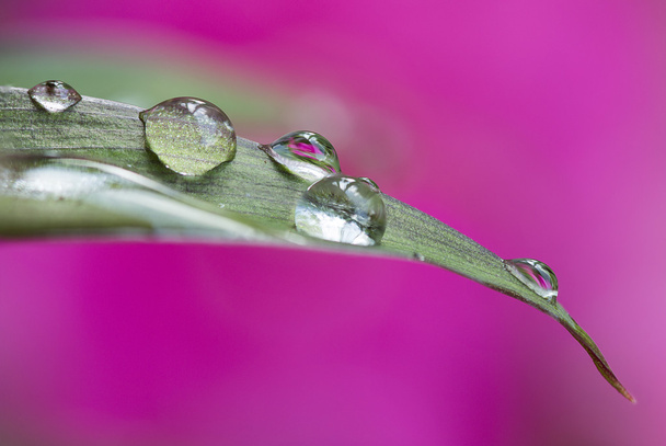 water drops - Photo, Image