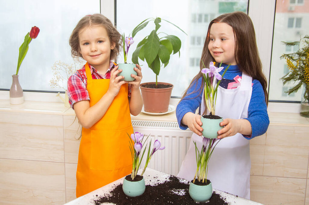 Dwie dziewczynki bawią się w ogrodników, dzieci sadzą krokusy w doniczkach w ziemi. Dziewczyny wkładają cebulki do ziemi.. - Zdjęcie, obraz