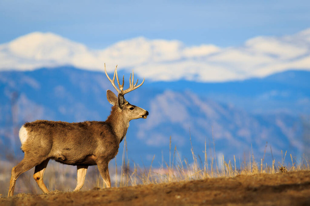 Statuesque 5-pointed buck against snow capped Rocky Mountains - Photo, Image