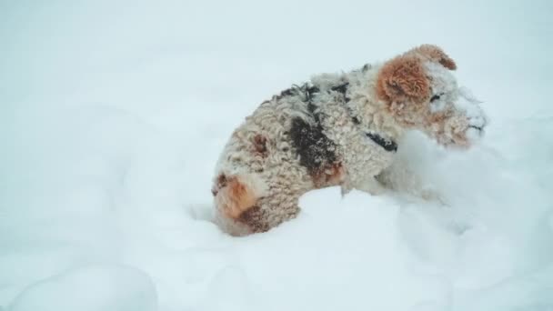Fox Terrier se baña en la nieve profunda, mueve la cola y espera la bola de nieve - Metraje, vídeo