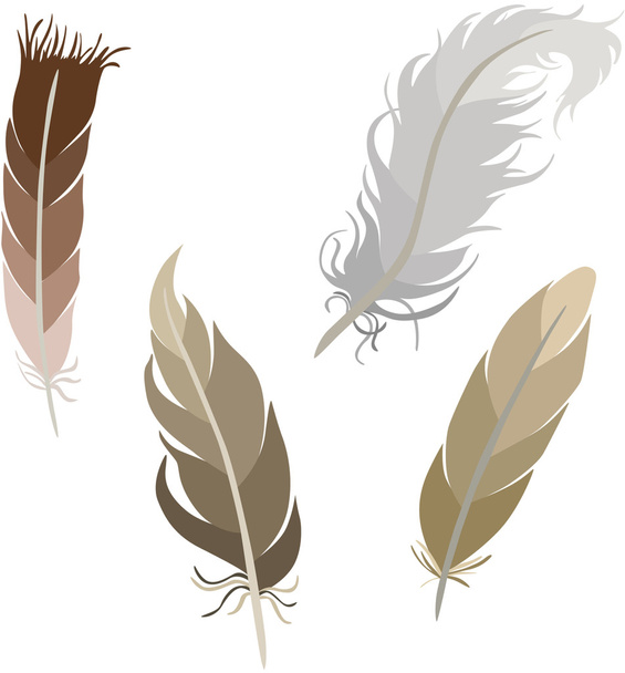 Various types of feathers - Vektor, obrázek