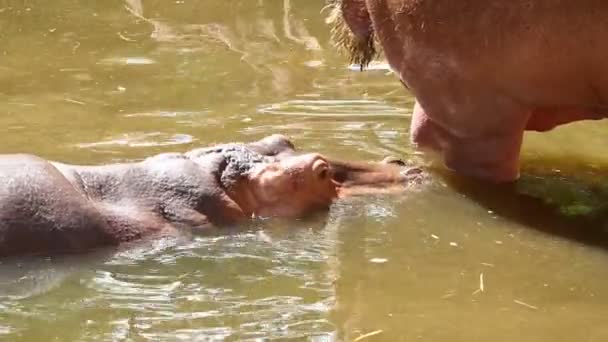 Hipopótamo comiendo hierba en Chiangmai Tailandia - Metraje, vídeo