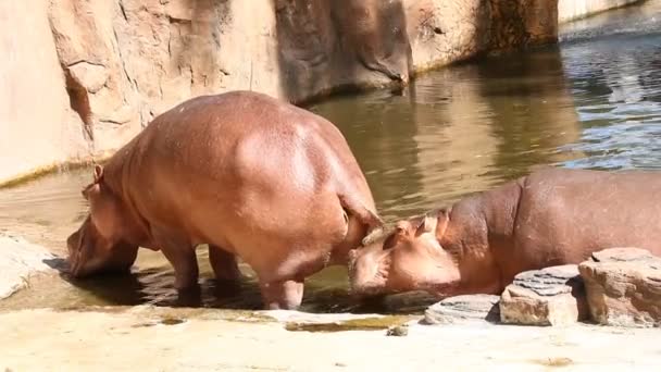 Hipopótamo comiendo hierba en Chiangmai Tailandia - Metraje, vídeo