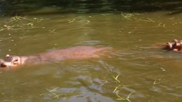 Hipopotam jedzący trawę w Chiangmai Tajlandia - Materiał filmowy, wideo