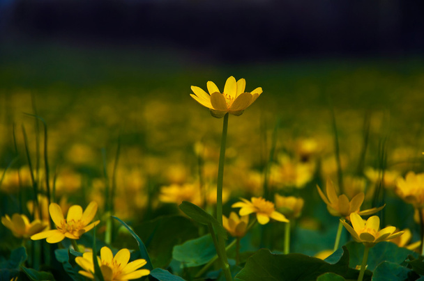 Flores amarillas en el prado - Foto, Imagen