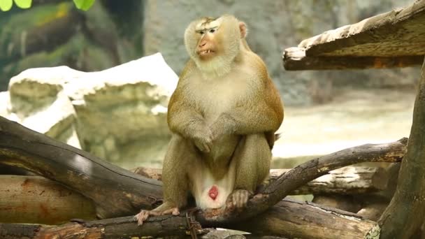 Chiangmai Tayland 'da maymun.. - Video, Çekim