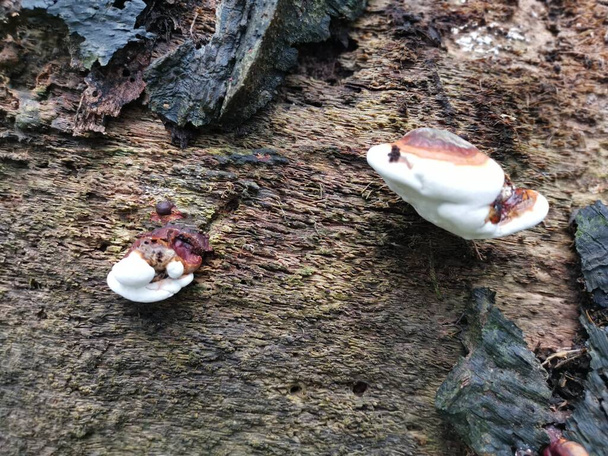 Ganoderma applanatum grzyb rozkładu drewna. - Zdjęcie, obraz