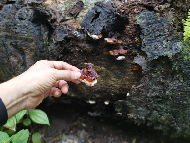 Ganoderma applanatum the wood-decay fungus. - Photo, Image
