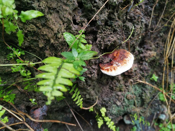 Ganoderma applanatum the wood-decay fungus. - Photo, Image