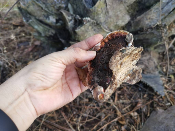 Ганодерма аплатум гриб розпаду деревини
. - Фото, зображення