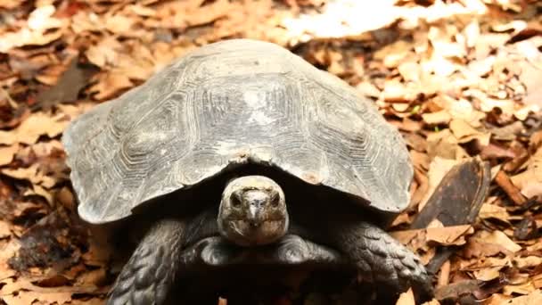 Велика черепаха в Чіангмай Таїланд.. - Кадри, відео