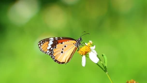 Motýl jíst pylu květin, venkovní Chiangmai Thajsko - Záběry, video