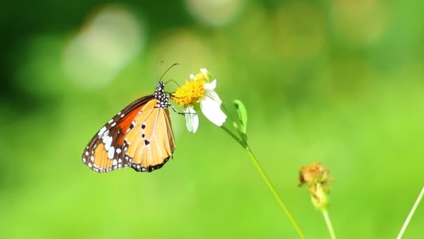 Motyl jedząc pyłek kwiatowy, na zewnątrz Chiangmai Tajlandia - Materiał filmowy, wideo