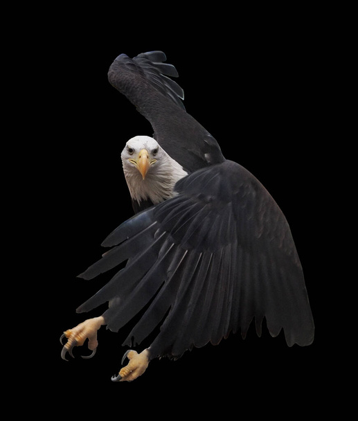 Орла літають ізольовані на чорному
 - Фото, зображення