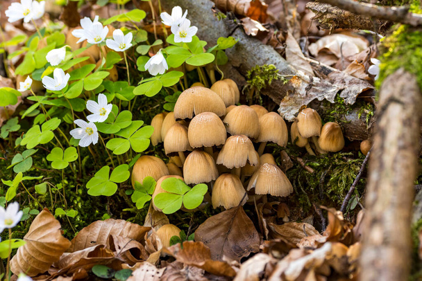 Grupo de cogumelo de capota de fadas entre trevo de floresta florescente - Foto, Imagem