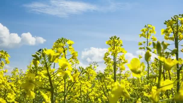 Beautiful yellow coza field waving on wind - Felvétel, videó