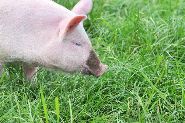 Невеликий свині
 - Фото, зображення