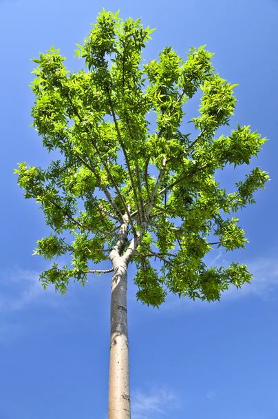 Green tree - Foto, afbeelding