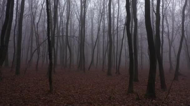 Spacerując w przerażającym lesie mgły horror wieczorem. Widok z lotu ptaka. - Materiał filmowy, wideo