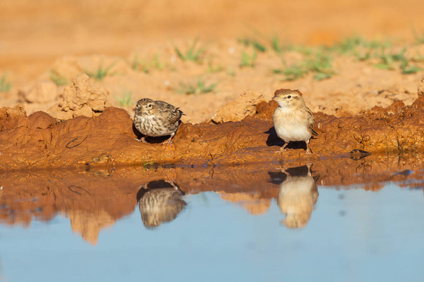 Mayor alondra de dedos cortos (Calandrella brachydactyla), aves esteparias en suelo árido que beben agua en el estanque - Foto, Imagen