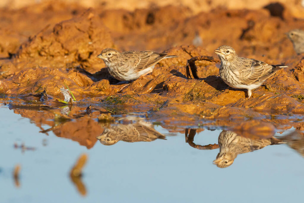 池の水を飲む乾燥した土壌中のステップ鳥大短足（Calandrella brachdactyla） - 写真・画像