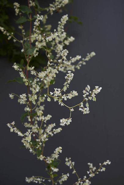 Fallopia baldschuanica beyaz çiçek - Fotoğraf, Görsel
