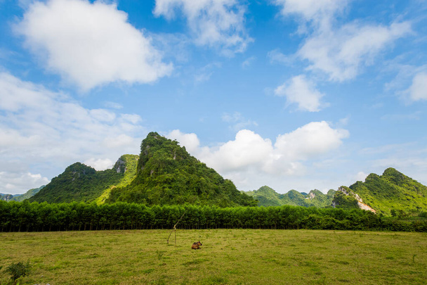 Bela paisagem verde vívida com vacas no Parque Nacional Phong Nha Ke Bang no Vietnã. Paisagem rural foto tirada no sudeste da Ásia. - Foto, Imagem