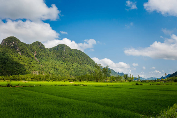 Vietnam 'daki Ulusal Park Phong Nha Ke Bang' deki güzel yeşil pirinç tarlası manzarası. Güneydoğu Asya 'da çekilmiş kırsal manzara fotoğrafı.. - Fotoğraf, Görsel
