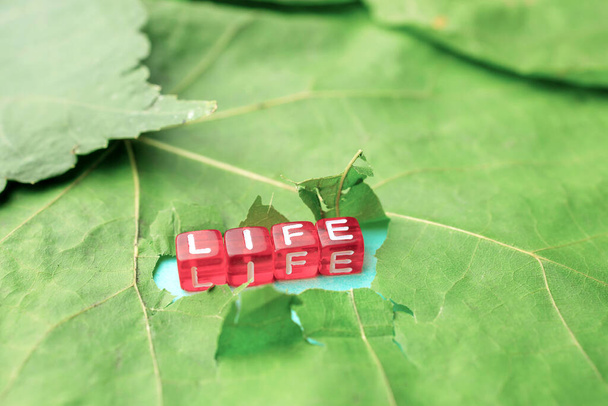 Życie składa się z liter na kostkach, napis przebił się przez liść drzewa. Życie znów się zaczęło. - Zdjęcie, obraz