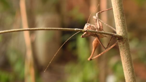 brązowy konik polny wiszący na drzewie w ogrodzie - Materiał filmowy, wideo