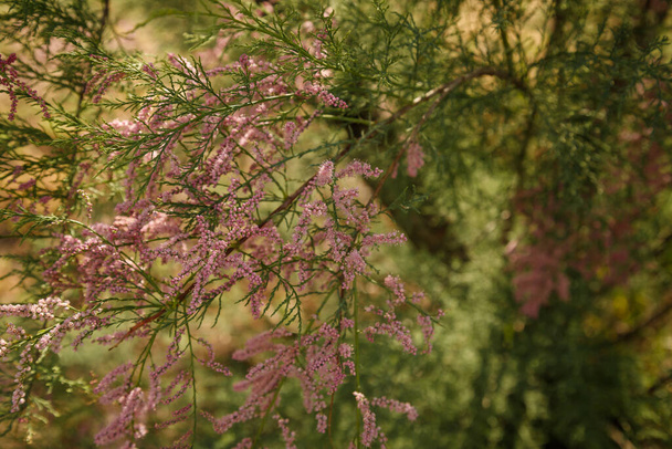 Suave tiro enfocado de hermosos brotes rosados tiernos en ramas de arbusto tamarix. Concepto de floración de primavera. - Foto, imagen