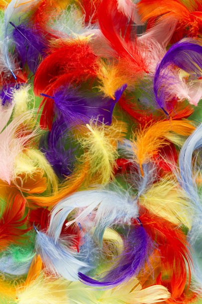 feathers - Photo, Image