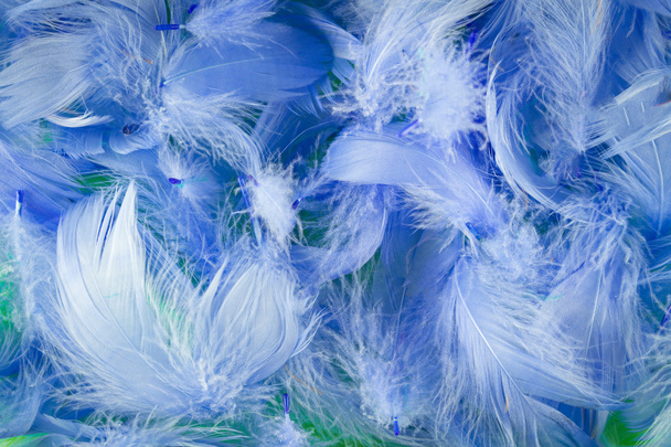 feathers - Photo, Image