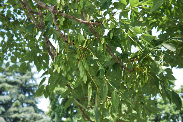 Pohled na strom Fraxinus excelsior - Fotografie, Obrázek