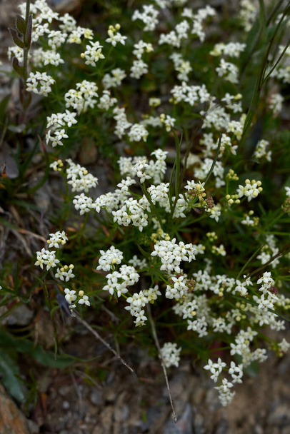 Galium saxatile white inflorescence - Photo, Image