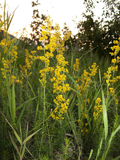 žlutá květenství rostliny Galium verum - Fotografie, Obrázek