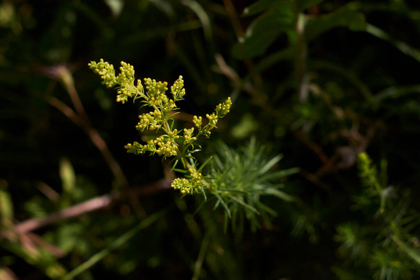 inflorescência amarela da planta Galium verum - Foto, Imagem