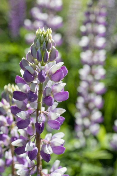 Bicolored lupine flowers are blooming in their natural environment, Moscow region, Russia - Foto, immagini