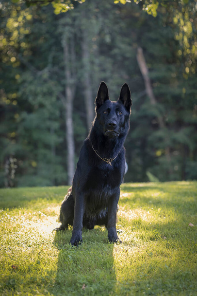Gyönyörű fiatal fekete juhász ül zöld fű. Alsatian Wolf Dog vagy német juhász zöld füves háttér. Deutscher kutya. - Fotó, kép