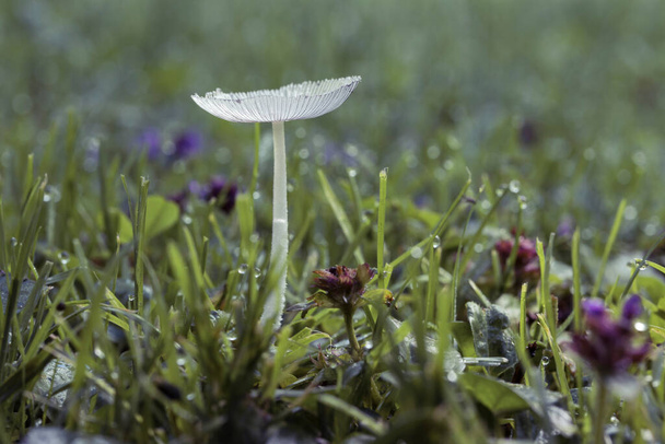 Psilosybiiniä sisältävät sienet kasvavat vihreällä sammal. Kynittyjä sieniä makaa sammalta. Valikoiva keskittyminen sieni caps. Lähempänä matala syvyys kentän. - Valokuva, kuva