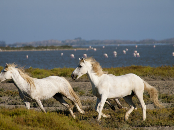 скачущих коней білий з фламінго у Франції - Фото, зображення