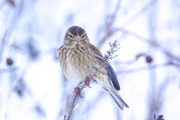 Closeup of a common reed bunting, Emberiza schoeniclus, foraging in snow, beautiful cold Winter setting - Photo, Image
