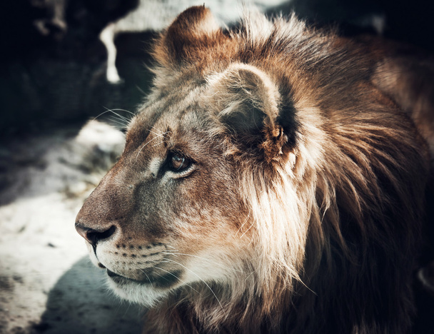 ライオン百獣の王の肖像画  - 写真・画像
