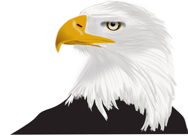 Dibujo de águila calva americana con pico amarillo y sin fondo como vector - Foto, Imagen