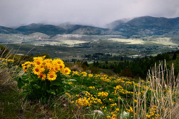 Arnica flowers on hill with stormy sky.  Norths Cascades Mountains. Winthrop. Washington state. USA  - Photo, Image