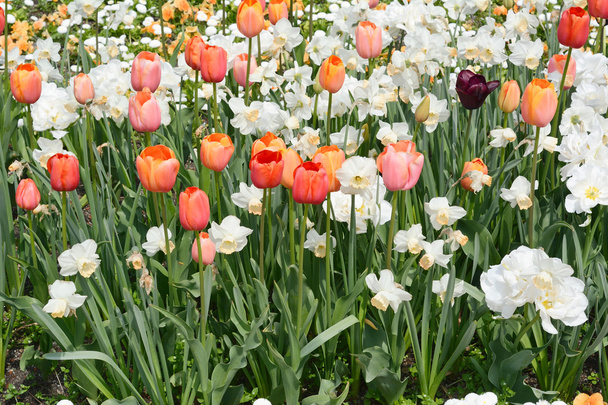 Tulips - Foto, Imagem