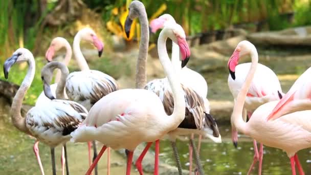 Grupa flamingów w Chiangmai Tajlandia - Materiał filmowy, wideo