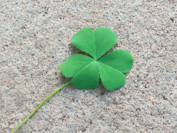 Four leafs clover blooming in the morning with blurred cement background, floral spring summer - Photo, Image